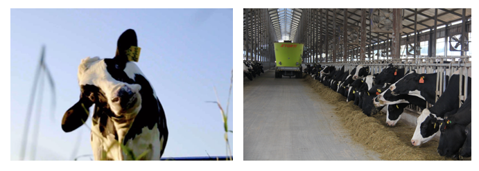 花花牛丨每天一杯奶，幸福健康喝出來?。?！