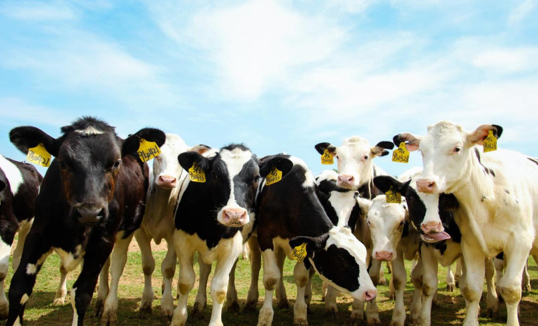 北京大學南南合作與發(fā)展學院教授、全球伙伴關系主任周詠梅一行蒞臨花花牛平輿瑞亞牧業(yè)參觀調研