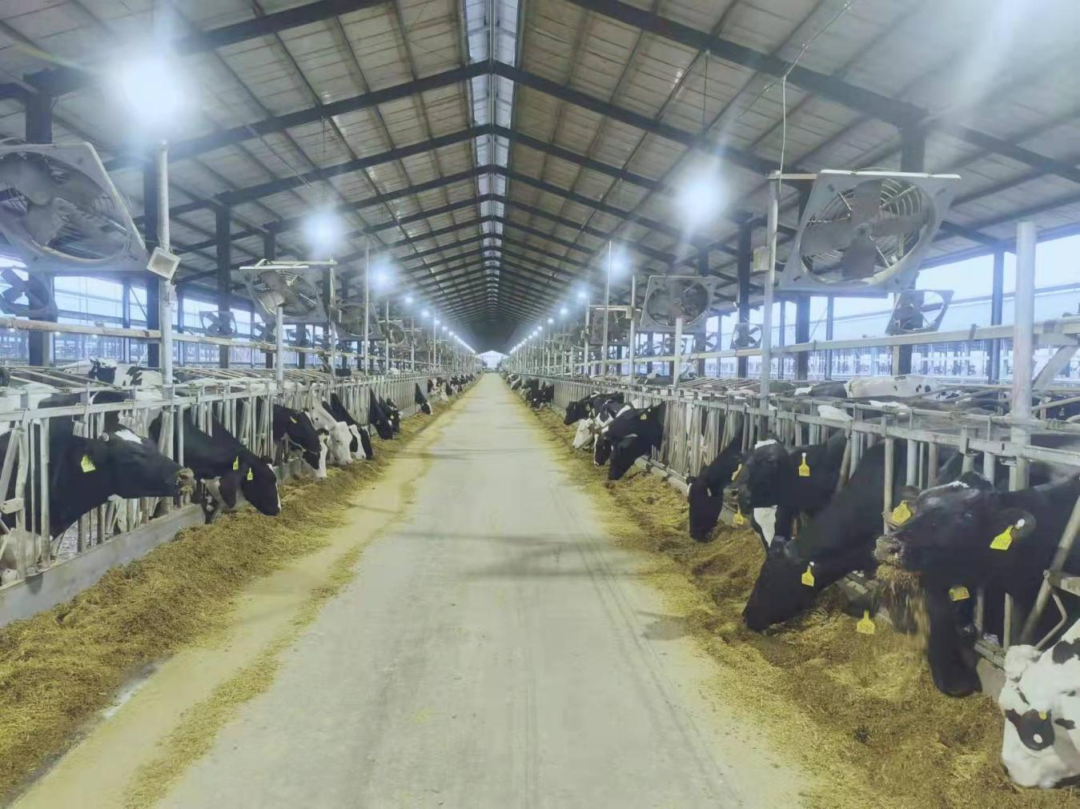 北京大學南南合作與發(fā)展學院教授、全球伙伴關系主任周詠梅一行蒞臨花花牛平輿瑞亞牧業(yè)參觀調研