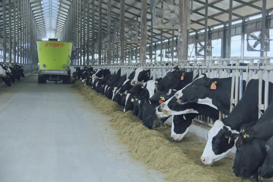 花花牛丨國(guó)家奶牛產(chǎn)業(yè)技術(shù)體系首席科學(xué)家、中國(guó)農(nóng)業(yè)大學(xué)教授李勝利一行蒞臨花花牛魯山瑞亞參觀調(diào)研