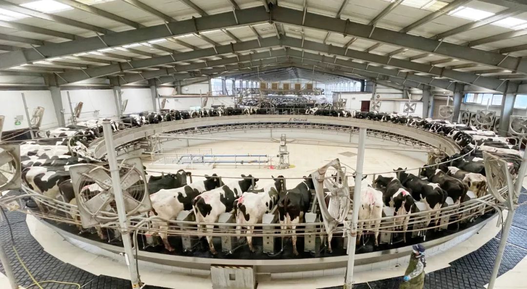 凝心聚力·贏創(chuàng)未來 | 花花牛乳業(yè)集團(tuán)召開營銷、養(yǎng)殖及飼料經(jīng)營工作會(huì)議