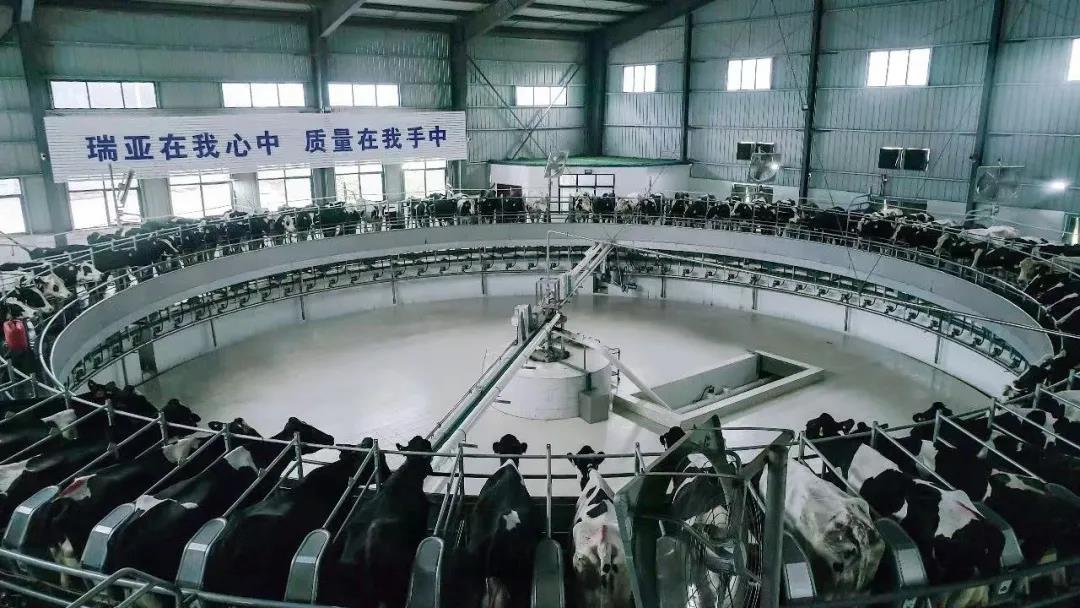 快訊 | 駐馬店市委副書記、市長李躍勇一行蒞臨花花牛乳業(yè)集團平輿瑞亞牧場調(diào)研