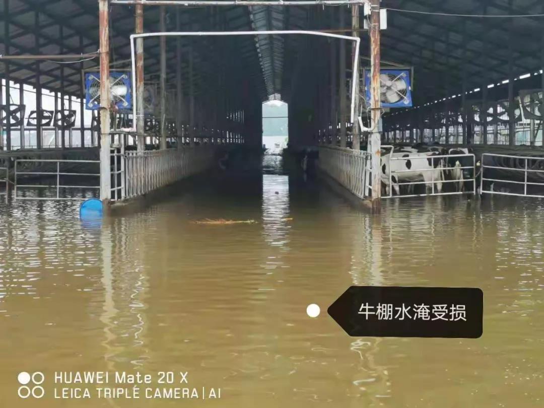 【乳報·聚焦】“豫”難而上的中原牛人“太中了”！